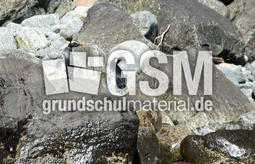 Dickschnabelpinguin (37 von 45).jpg